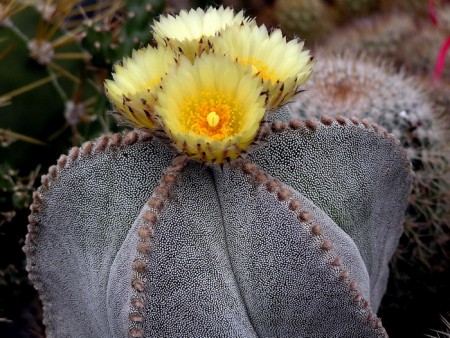 Astrophytum myriostigma